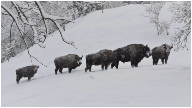 Animalul care a reapărut în pădurile din munții României. Dispăruse de secole, iar acum a fost adus din nou pe teritoriul țării noastre Fanatik.ro” „prefix”:”@ 