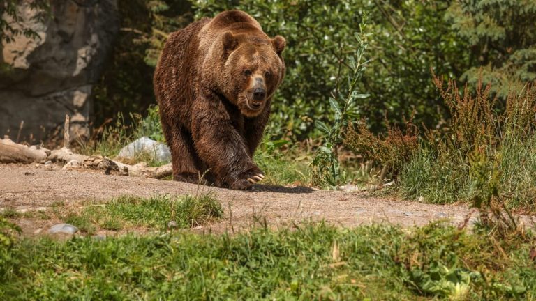 Moartea neobișnuită a unui bărbat din SUA, aflat la o partidă de vânătoare. Un urs a căzut peste el după ce a fost împușcat Fanatik.ro” „prefix”:”@ 