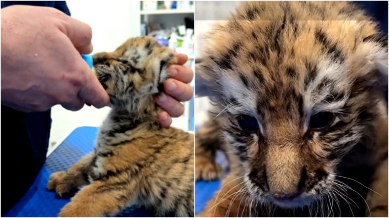 Premieră la o grădină zoologică din Suceava. Doi pui de tigru siberian care au venit pe lume au fost predați unor mame adoptive Fanatik.ro” „prefix”:”@ 